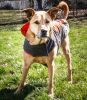 Helios Lotus-Rusher Waterproof 2-in-1 Convertible Dog Jacket w/ Blackshark technology